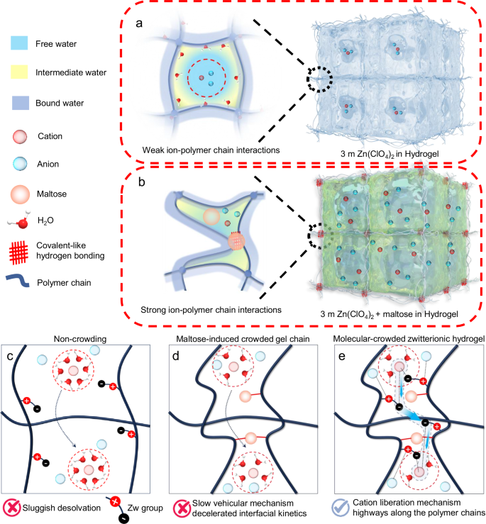Fig. 1: Schematics of the states of polymer chains with different electrolytes.