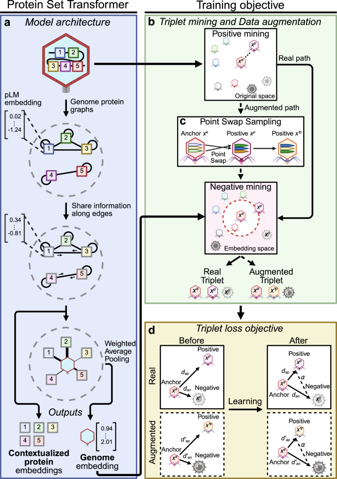 Fig. 1: The Protein Set Transformer (PST) architecture and training regime.