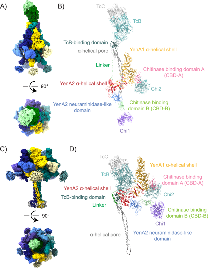 Fig. 1: Cryo-EM maps and models of the YenTc holotoxin in both prepore and pore conformation.