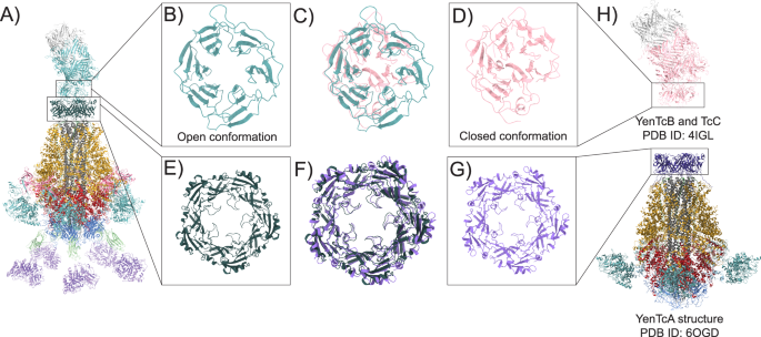 Fig. 2: Conformational changes to YenTc subunits during complex formation.