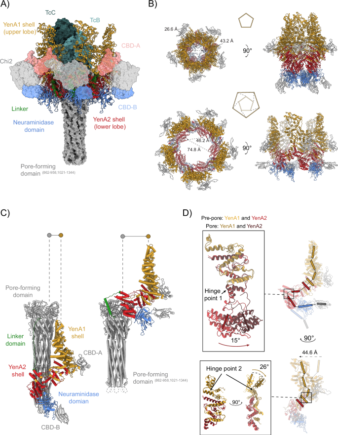 Fig. 3: Shell expansion in the prepore to pore transition of YenTc.