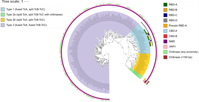 Fig. 5: Phylogenetic tree of TcA components belonging to genomes with unambiguously associated pathogenicity islands.