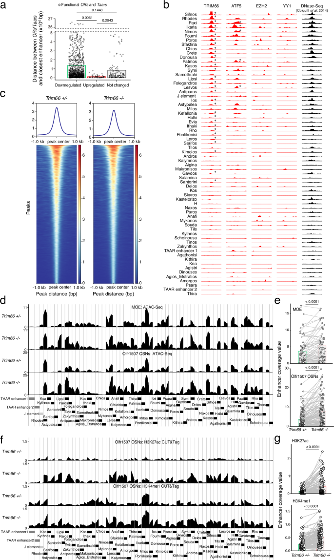 Fig. 4: TRIM66 can bind to and repress the olfactory enhancers.