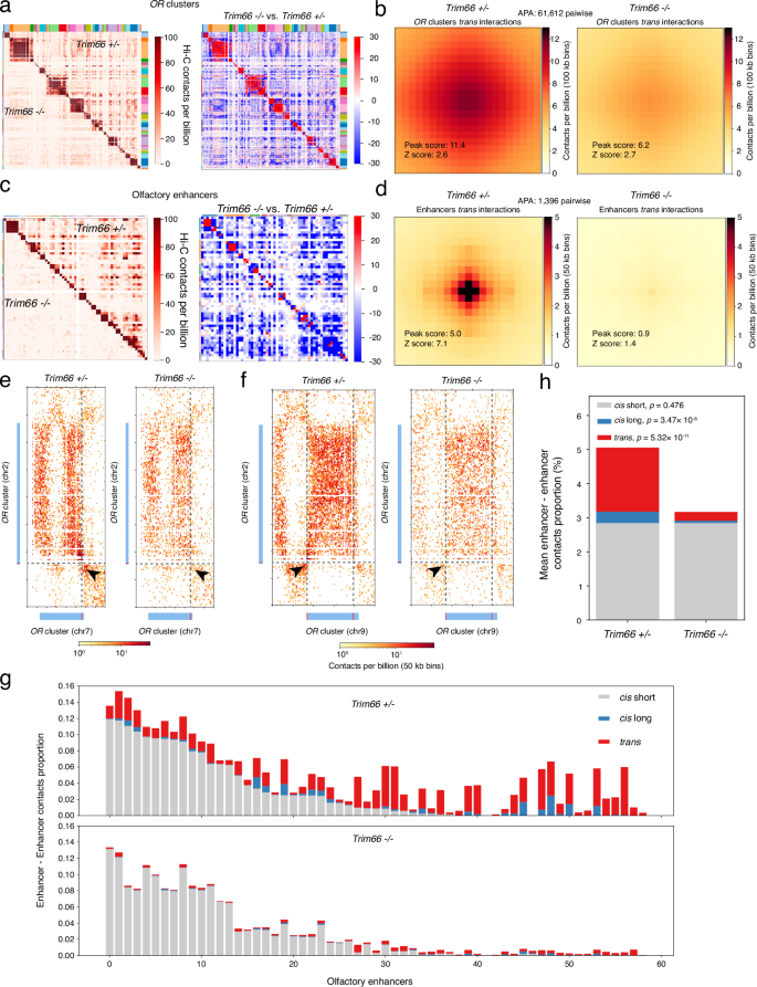 Fig. 5: Trim66 knockout causes reduction in trans enhancer interactions.