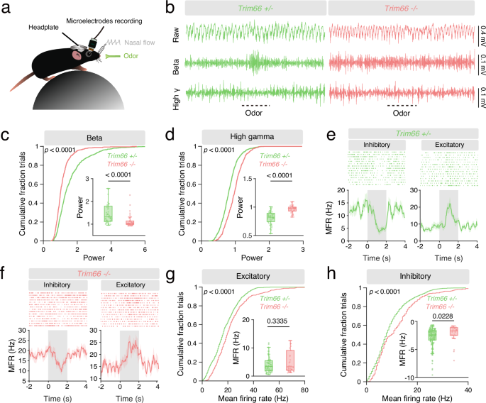 Fig. 6: The olfactory information relay in the olfactory bulb is impaired in Trim66 knockout mice.