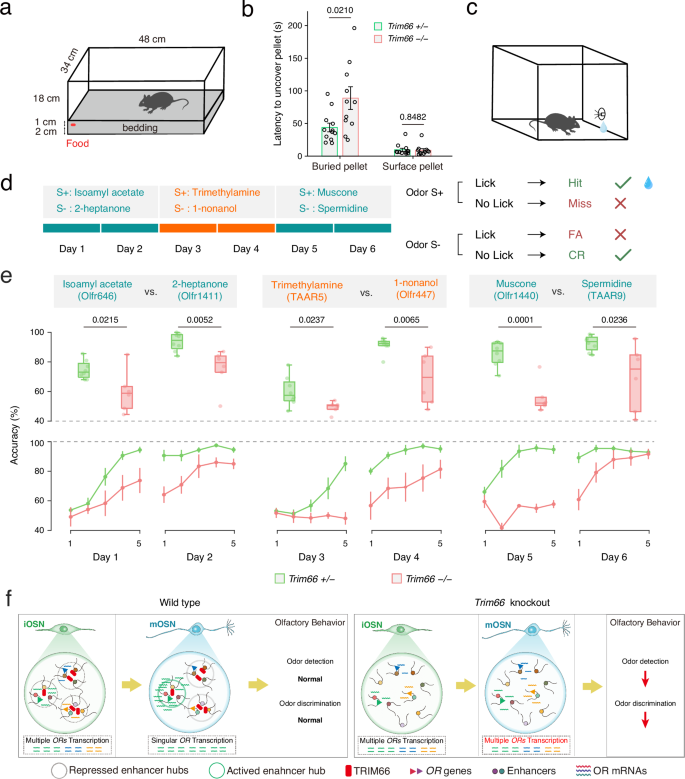 Fig. 7: Olfactory behaviors are compromised in Trim66 knockout mice.