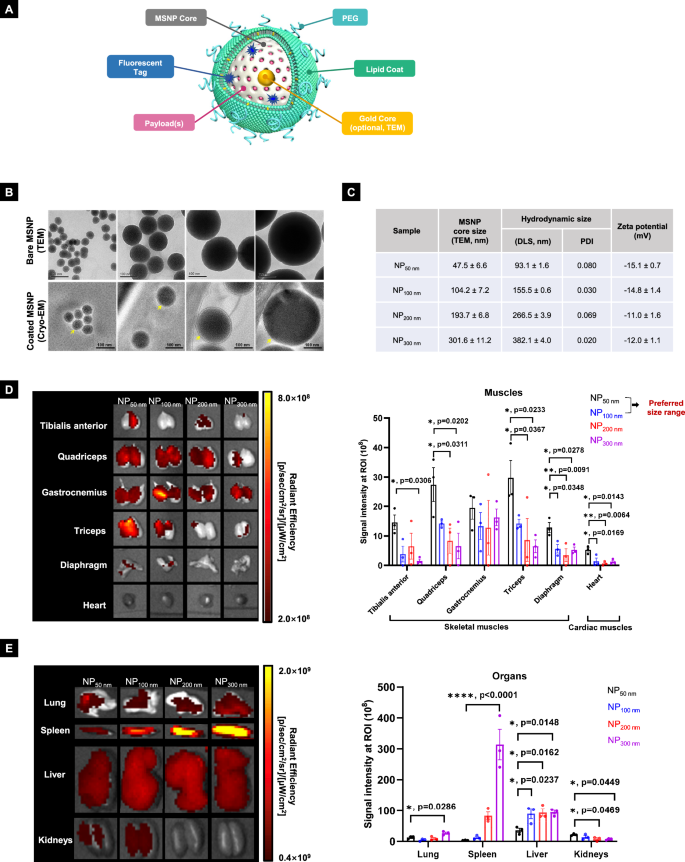 Fig. 1: Size-dependent biodistribution of NPs in dystrophic muscles.
