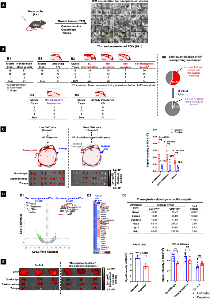 Fig. 3: IV-injected NPs find their access to dystrophic muscle via a transcytosis-dominant mechanism.