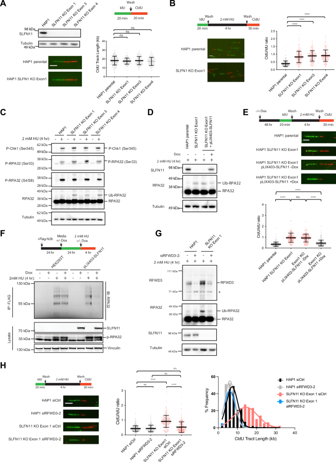 Fig. 1: SLFN11 restrains replication fork restart and DNA synthesis in response to replication stress.