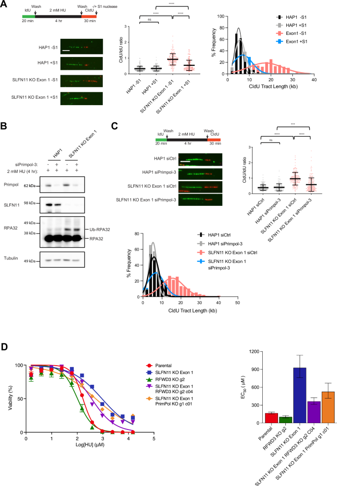 Fig. 2: PRIMPOL-mediated ssDNA gaps underlie accelerated fork progression following fork restart in the absence of SLFN11.