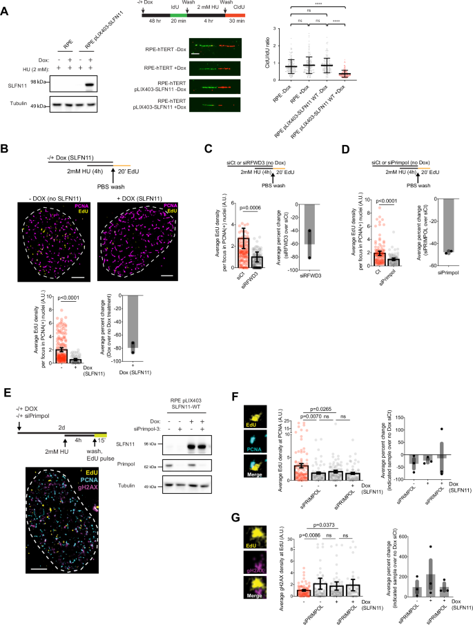 Fig. 3: PRIMPOL prevents replication stress-assocated DNA damage in the absence of SLFN11.