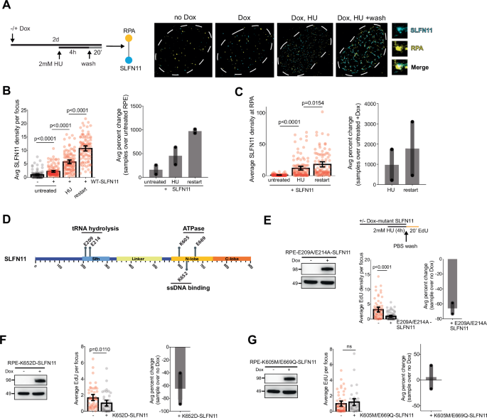 Fig. 4: SLFN11 persistently localizes with RPA at stalled replication forks.