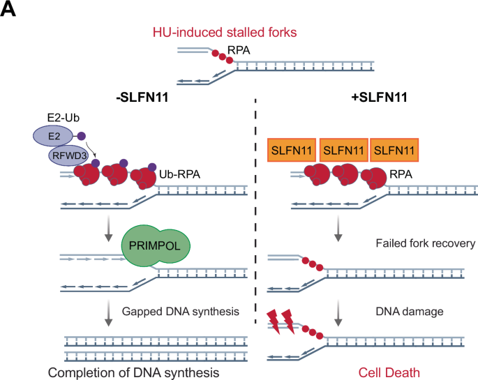 Fig. 6: Schematic model for the role of SLFN11 in counteracting the RFWD3-PRIMPOL DNA damage tolerance axis at stalled forks.