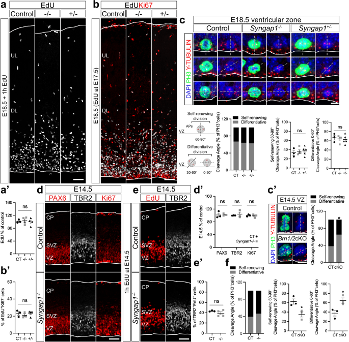 Fig. 2: Syngap1 levels do not affect the properties of progenitor cells in mice.