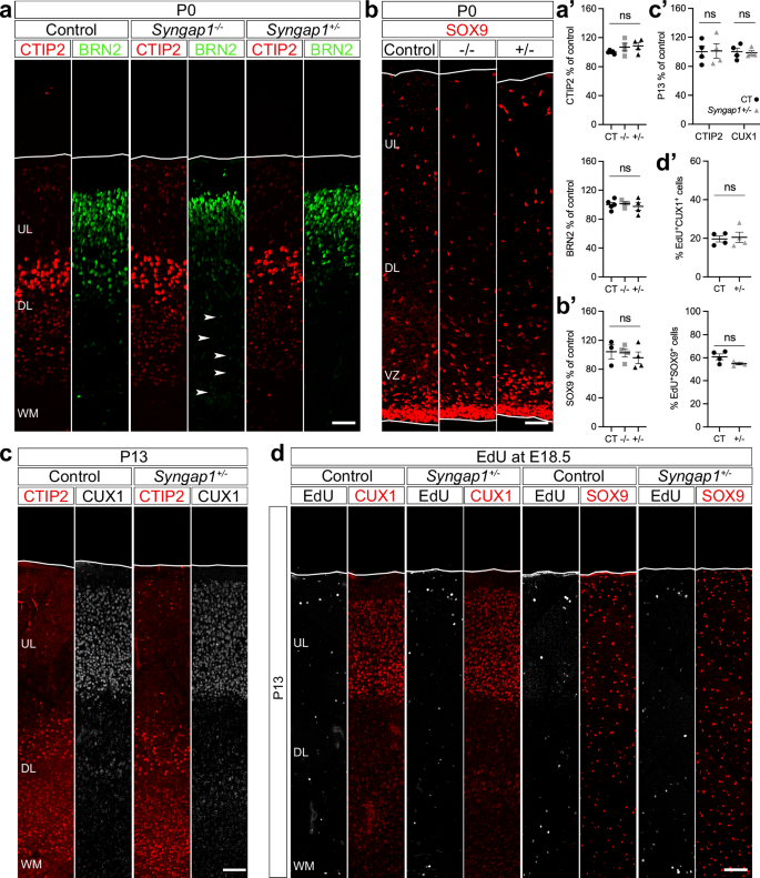 Fig. 3: Syngap1 levels do not affect the number of neurons and glial cells generated in mice.