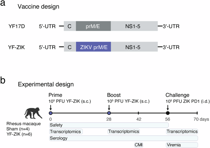 Fig. 1: Vaccine design and study outline.