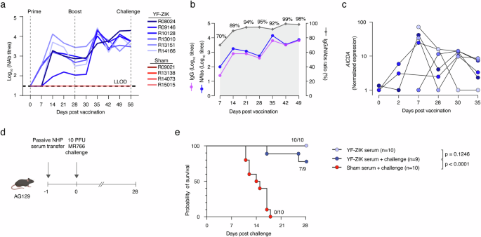 Fig. 3: YF-ZIK induced immunogenicity in macaques and protection of mice from lethal ZIKV challenge by passively transferred serum from immunized NHPs.