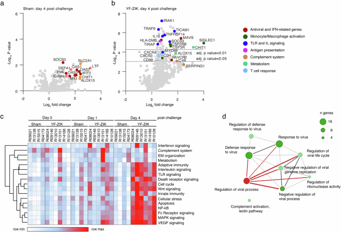 Fig. 6: Transcriptional analysis after ZIKV (PD1 strain) challenge.