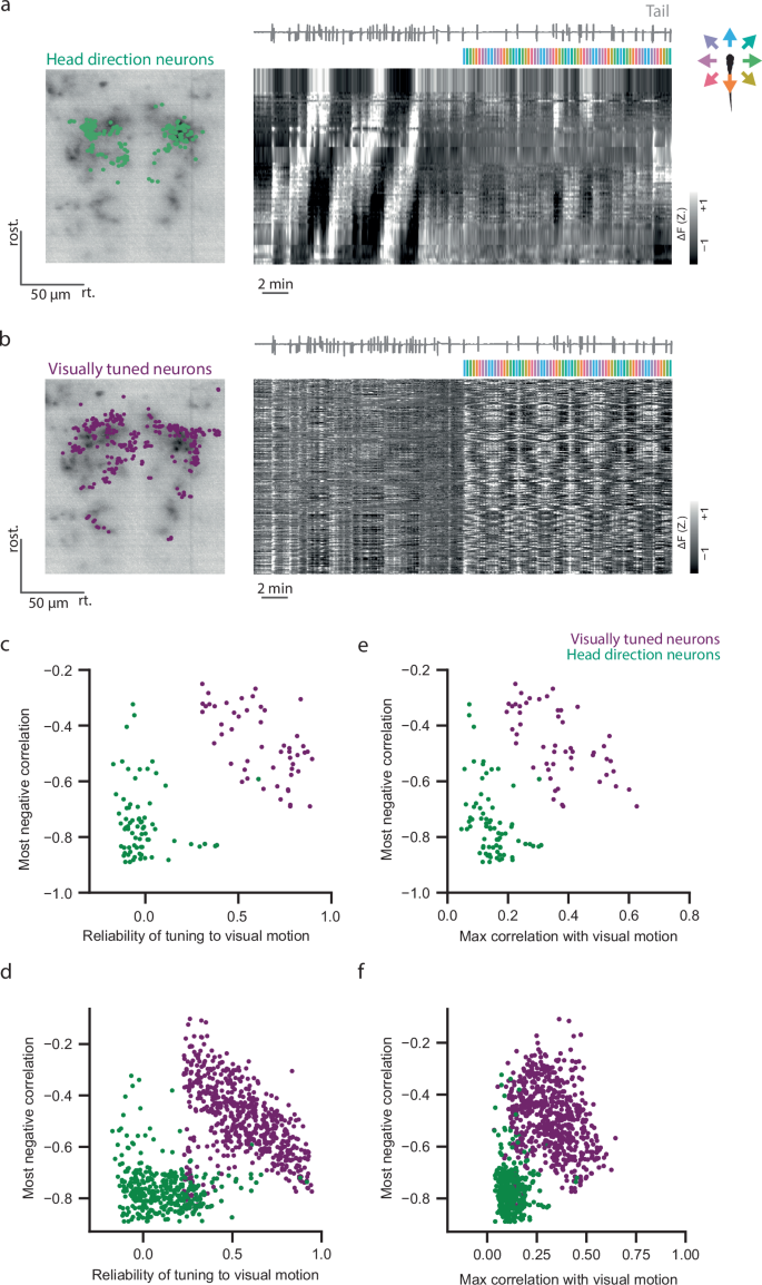 Fig. 2: Visually tuned neurons and heading direction neurons are two separate populations in the aHB.