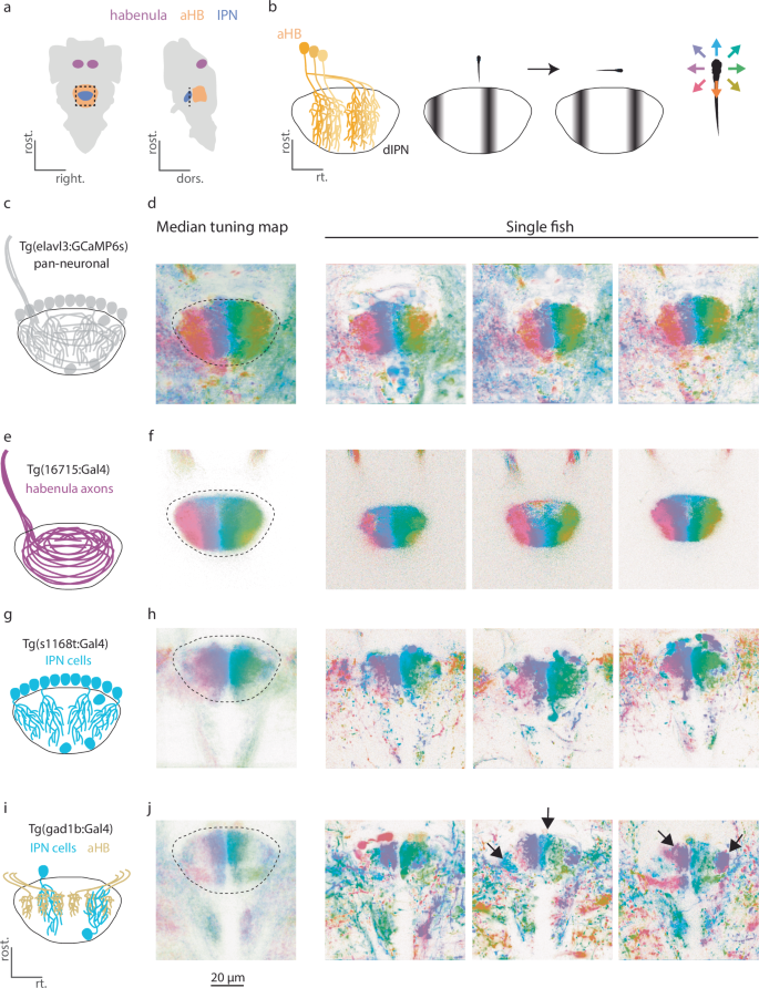 Fig. 3: Representation of visual motion tuning in the dIPN is organized in stripes.