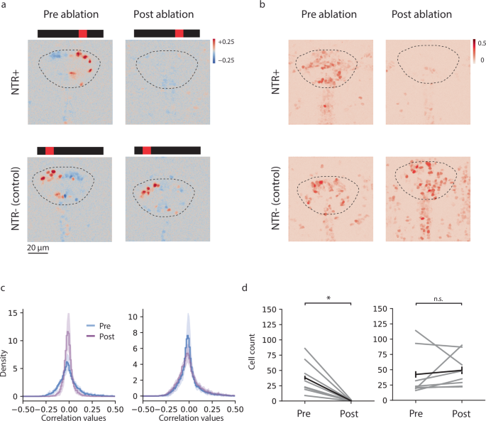 Fig. 6: The habenula provides landmark information to the IPN.