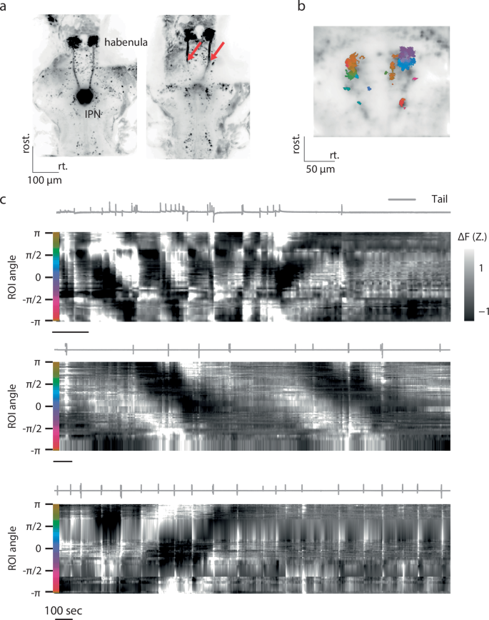 Fig. 7: The heading direction network in the aHB functions in the absence of habenular input.