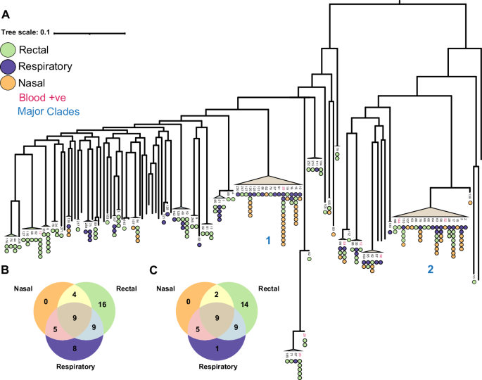 Fig. 1: P. aeruginosa clones were repeatedly found within multiple body sites and were distributed across the phylogeny.
