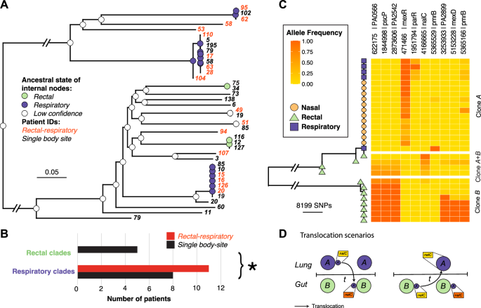 Fig. 3: Ancestral state reconstruction reveals a phylogenetic signal of P. aeruginosa respiratory niche occupation allowing inference of translocation directionality.