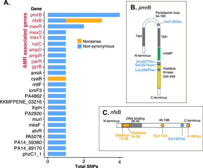 Fig. 4: Within patient-clone Non-synonymous and nonsense SNPs mainly occur in genes associated with antimicrobial resistance.