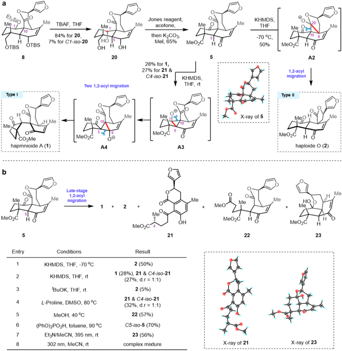 Fig. 4: Synthesis of hapmnioide A (1) and haploide O (2).