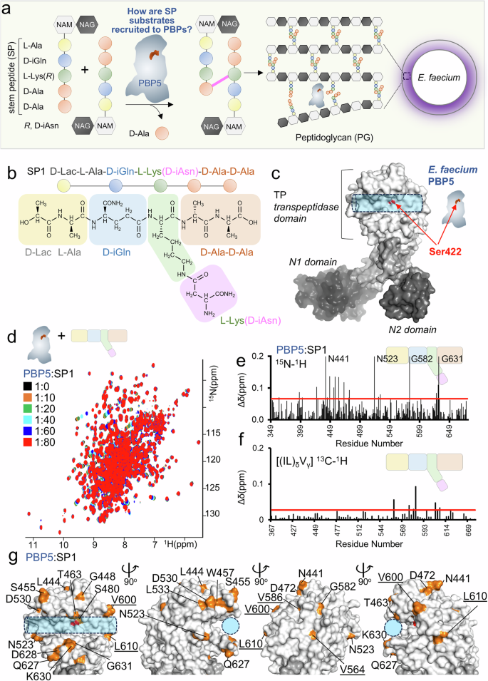 Fig. 1: E. faecium STEM peptides are recruited by PBP5.