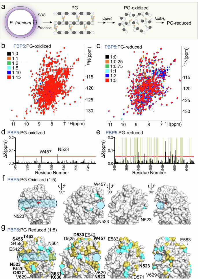 Fig. 2: PBP5 recruits E. faecium peptidoglycan.