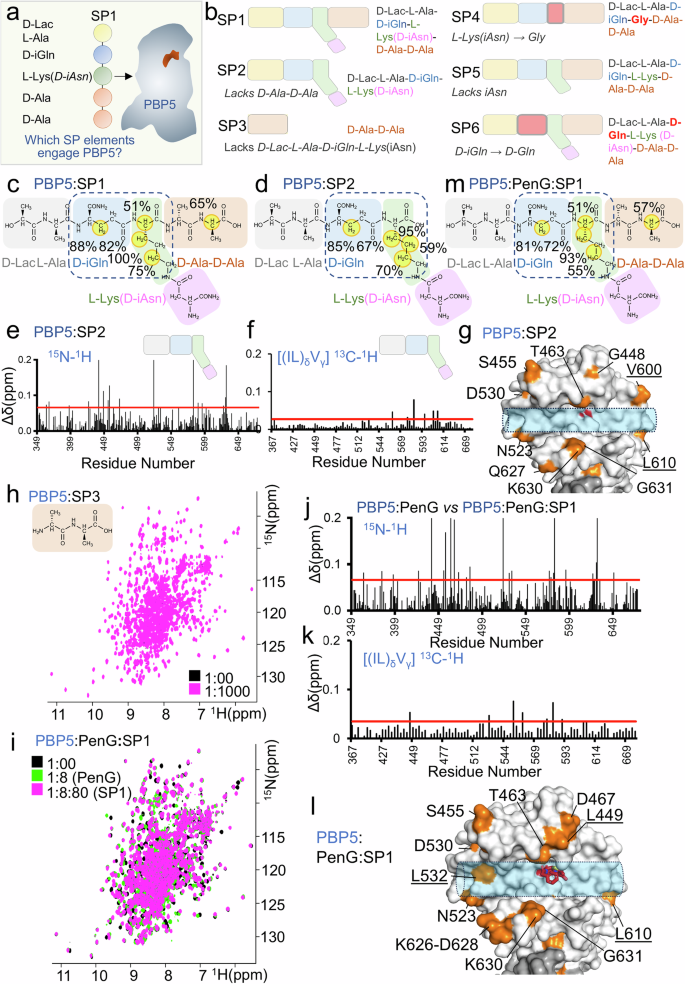 Fig. 4: D-Ala-D-Ala is dispensable for PBP5 recruitment and stem peptides are recruited by PBP5 in the presence of β-lactam antibiotics.