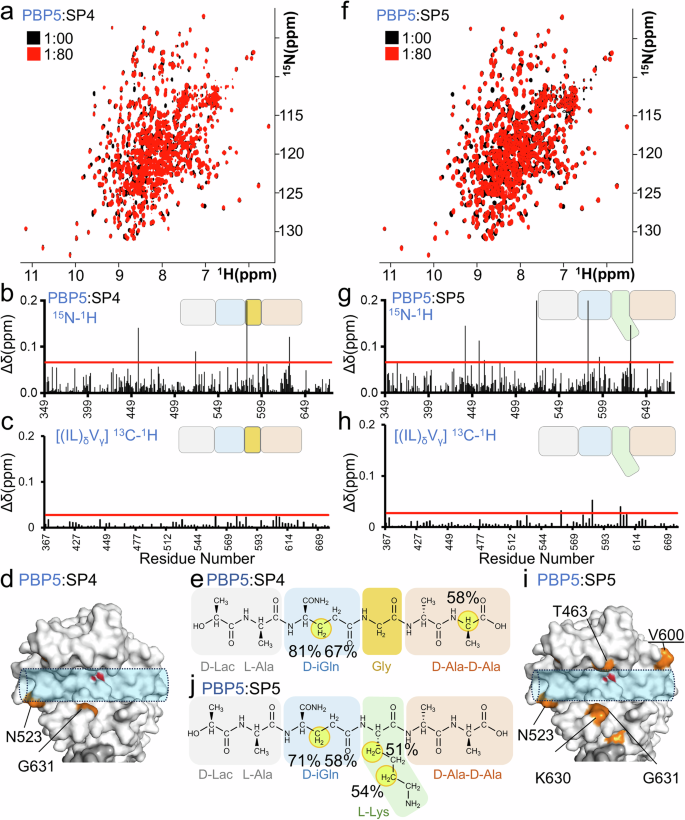 Fig. 5: The L-Lys(D-iAsn) residue is necessary and sufficient for PBP5 binding.