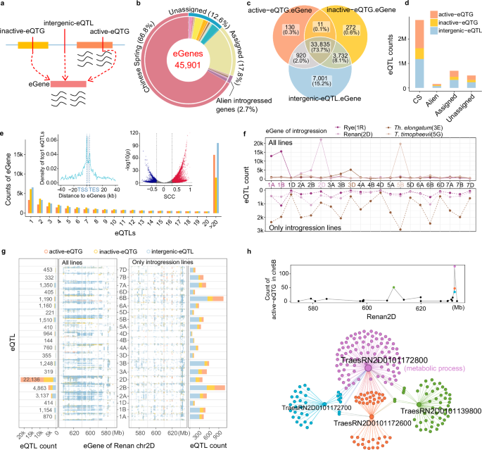 Fig. 4: eQTL map of the pan-gene atlas.