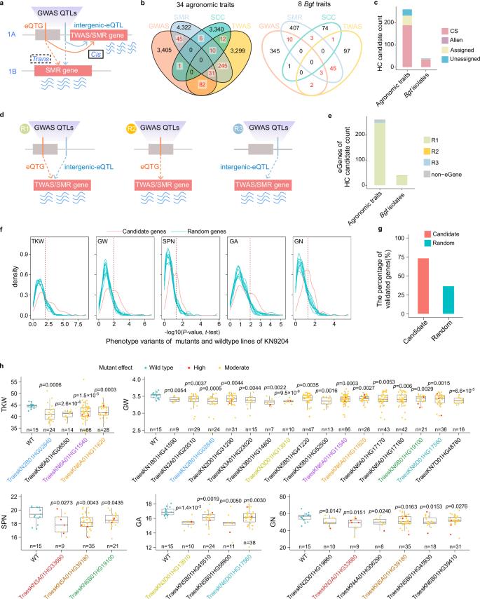 Fig. 5: Joint eQTLs of the pan-gene atlas and GWAS, TWAS, and SMR analysis of 34 field agronomic traits and 8 Bgt isolate infection phenotypes in wheat.