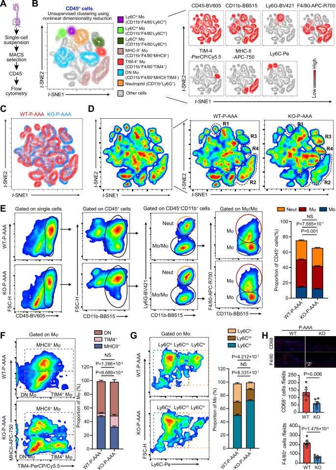 Fig. 3: Multiplexed flow cytometry reveals the regulatory action of GSDME on infiltration and status of macrophages/monocytes in the vascular wall of AAA.