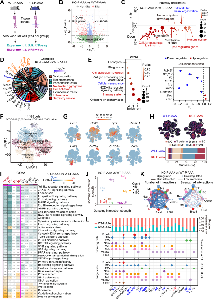 Fig. 5: Bulk RNA-seq and scRNA-seq transcriptional profiling demonstrate that GSDME deficiency alleviates senescence in vascular cells of the AAA lesion.