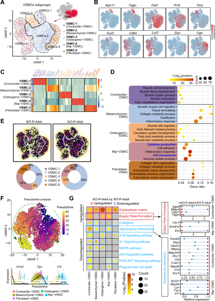 Fig. 6: GSDME regulates the reprogramming of VSMCs toward a pro-senescent state in AAA lesions.