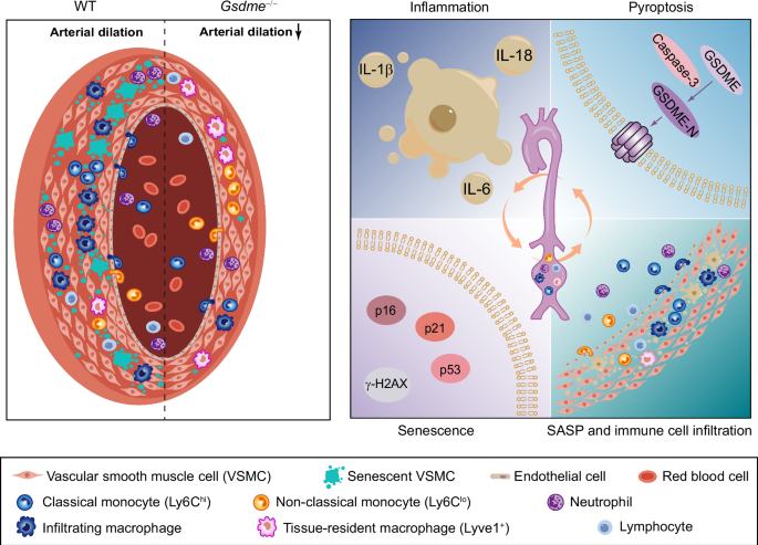 Fig. 9: Proposed working model illustrating how GSDME-dependent non-canonical pyroptosis induces vascular senescence and promotes aortic aneurysm development.