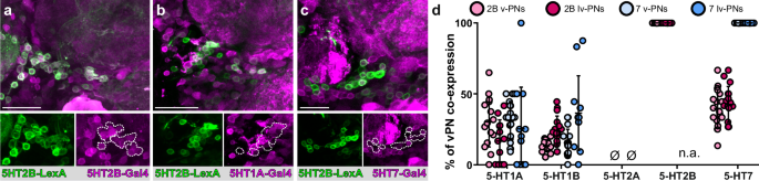 Fig. 1: As a population v-PNs express a diverse combination of serotonin receptors.