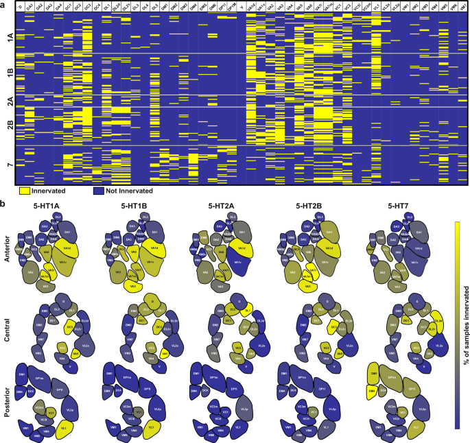 Fig. 2: Population analysis of v-PN glomerular innervation patterns based on 5-HT receptor expression profile.