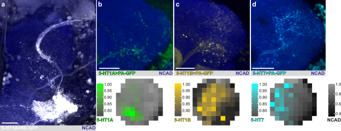 Fig. 3: v-PNs expressing each 5-HT receptor innervate distinct subregions of the LH.
