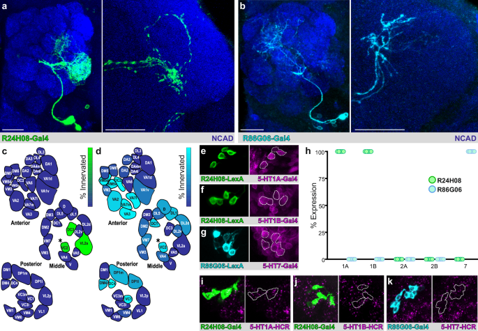 Fig. 4: v-PNs innervating separate sub-regions of the olfactory system express different 5-HT receptor combinations.