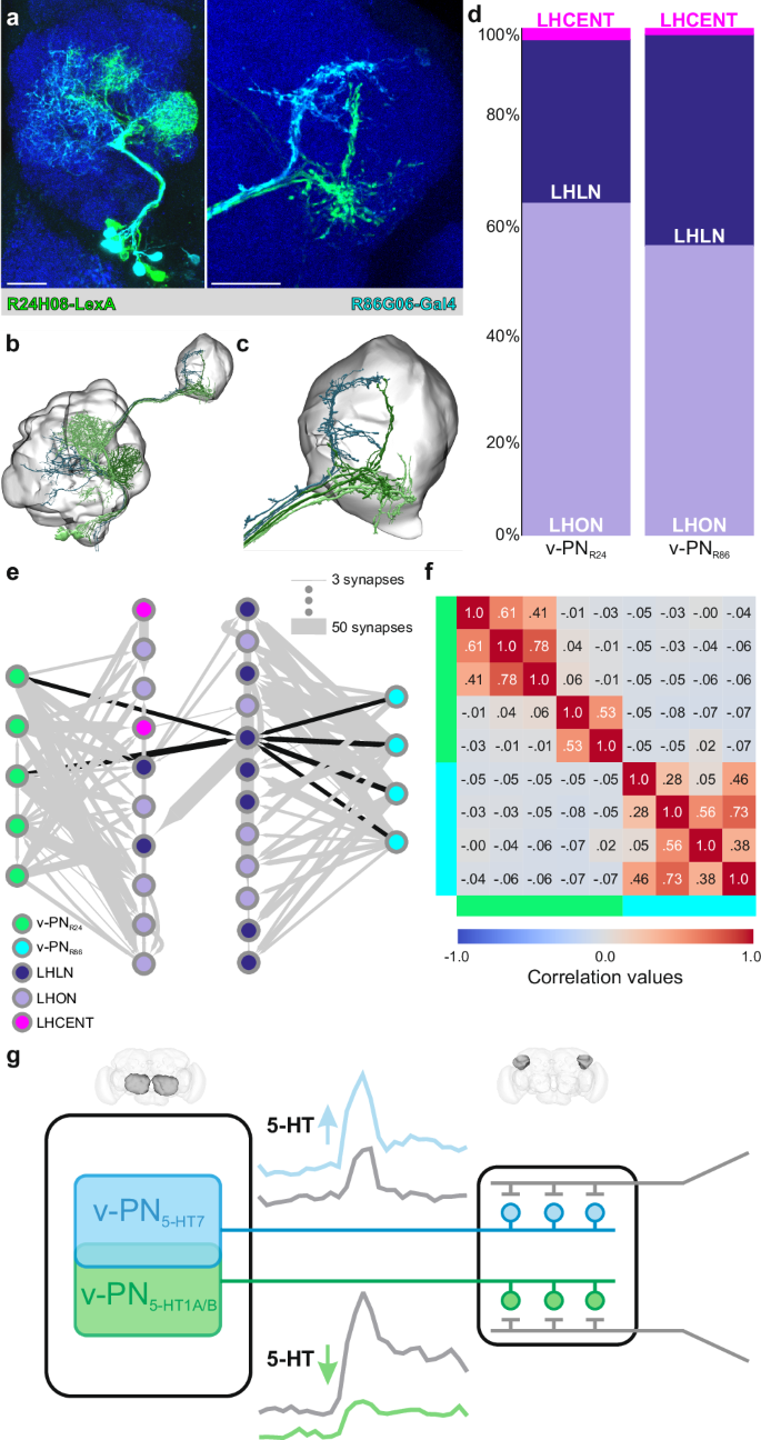 Fig. 7: v-PNs expressing different 5-HTRs have divergent synaptic partners within the LH.