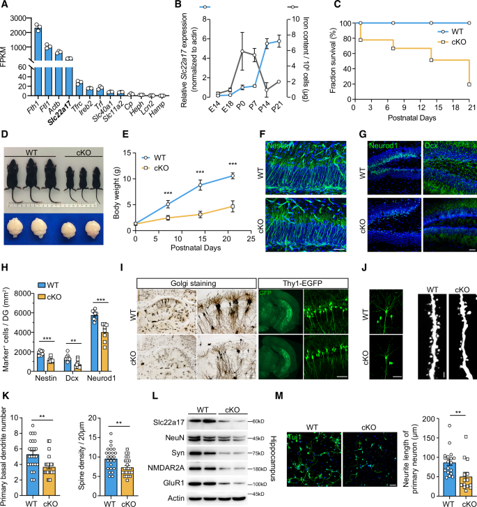 Fig. 1: Early postnatal lethality and impaired neuronal development in cKO mice.