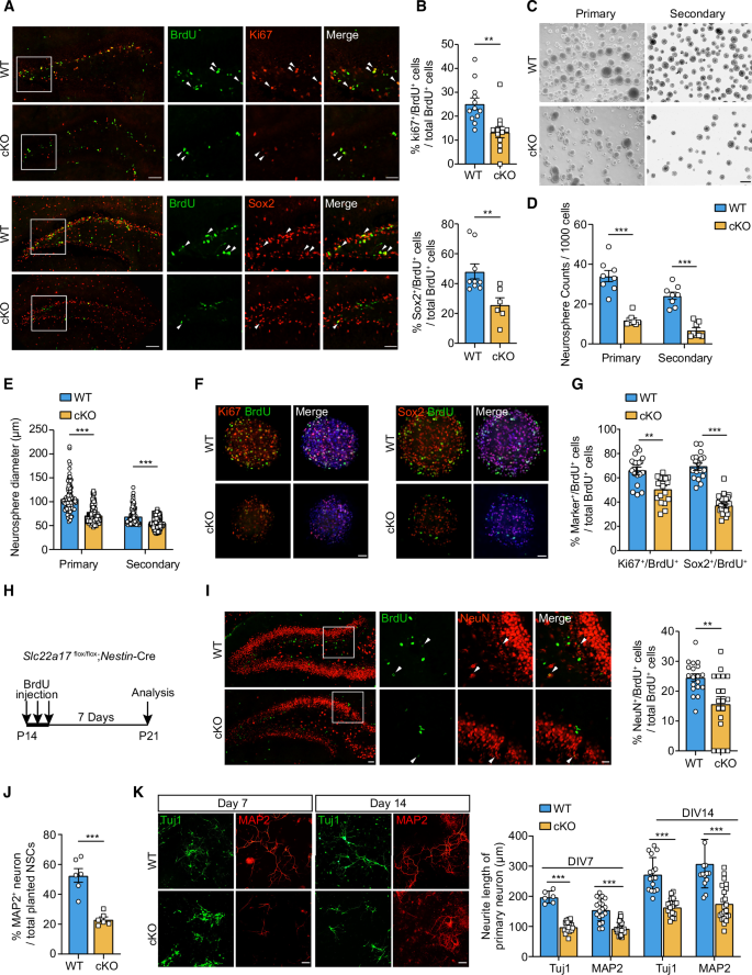 Fig. 2: Reduced NSC proliferation and differentiation in Slc22a17 cKO mice.