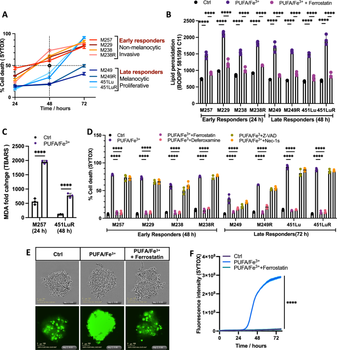 Fig. 1: Time-dependent induction of ferroptosis by PUFA and Fe3+ in a panel of melanoma cell lines.