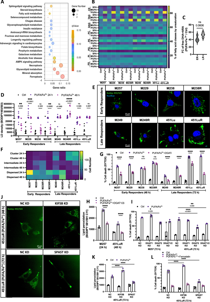 Fig. 2: LD metabolism influences ferroptosis sensitivity.