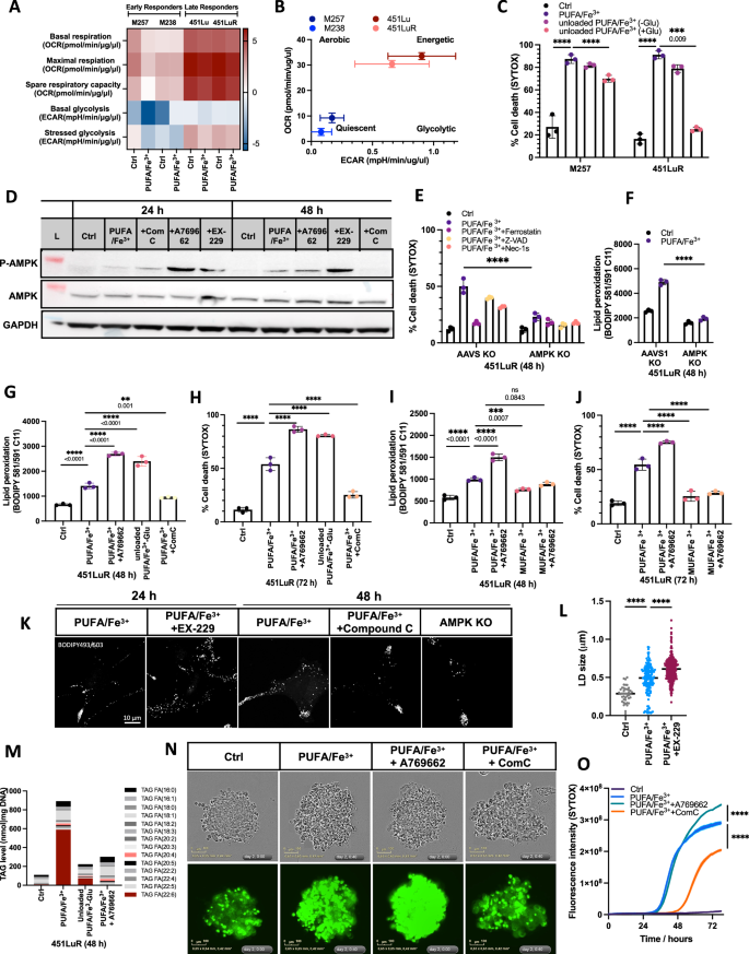 Fig. 3: Starvation-induced AMPK activation influences sensitivity to PUFA-triggered ferroptosis.